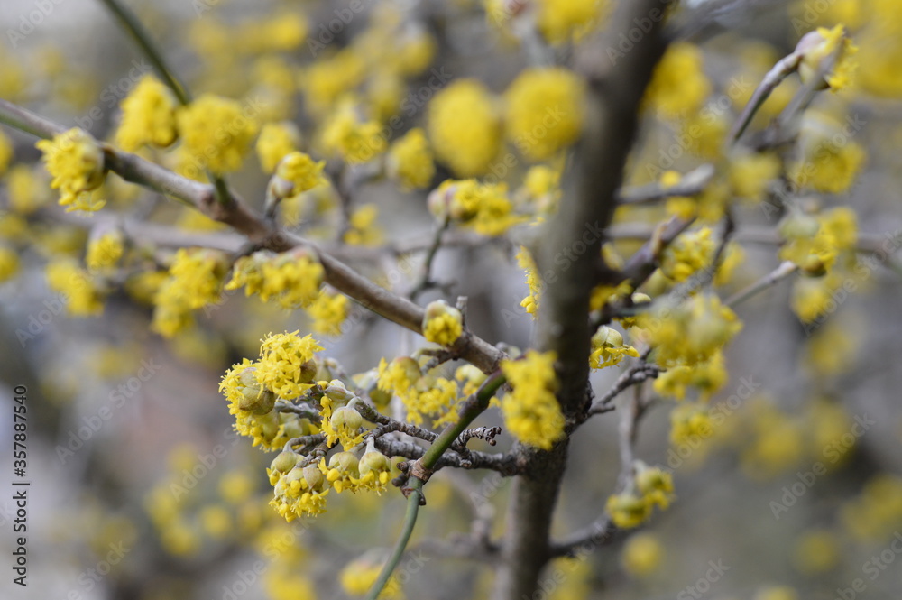 Dogwood Cornus Cornelian branch, soft close up of branch with buds and flowers Dogwood Cornus Cornelian branch, soft close up of branch with buds and flowers