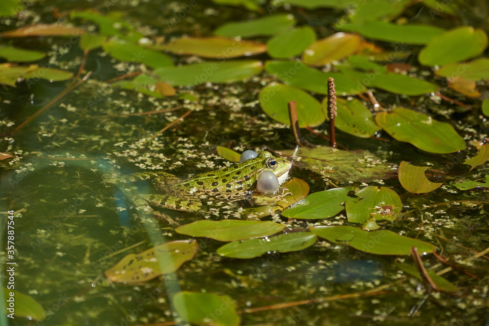 Water frog Pelophylax in green lake with beautiful reflection of eyes and Bladder Water frog Pelophylax in green lake with beautiful reflection of eyes and Bladder