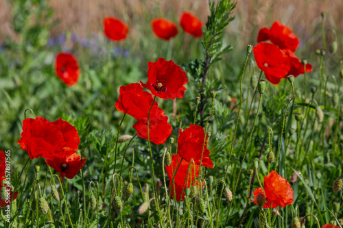 Red poppies in the open air  with blue  green and white backgrounds. with daisies  cornflowers.