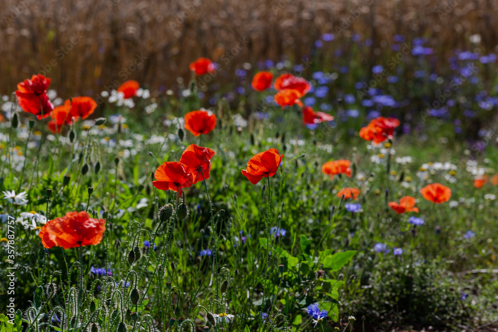 Red poppies in the open air, with blue, green and white backgrounds. with daisies, cornflowers.