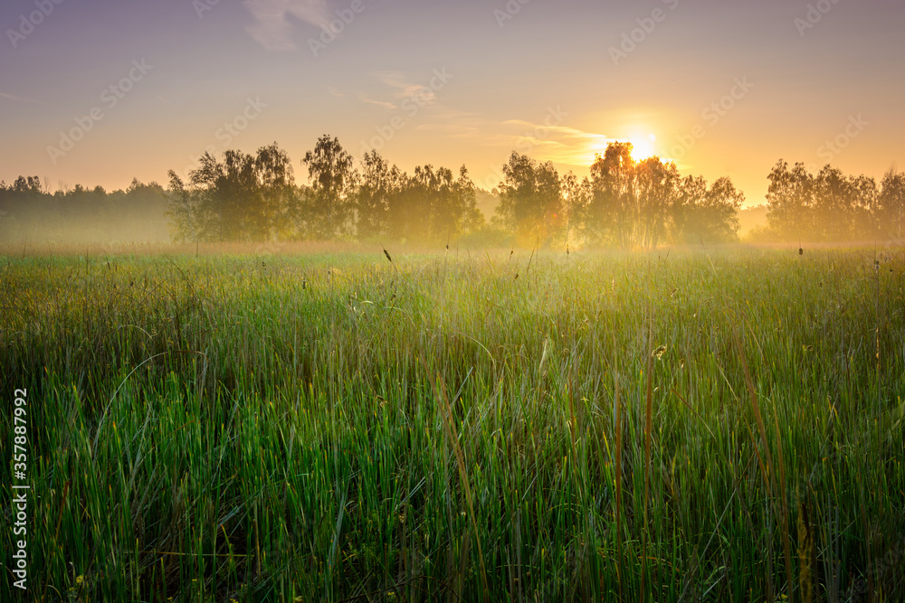 sunrise over the meadow