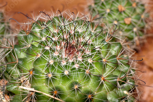 cactus with thorns