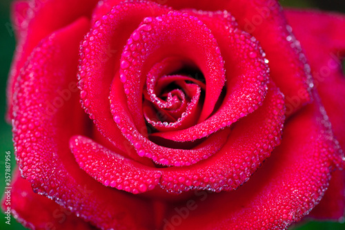 Red rose closeup with water droplets