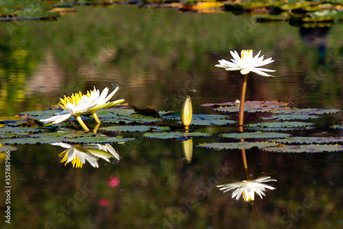 Daisies and Lotuses in pond
