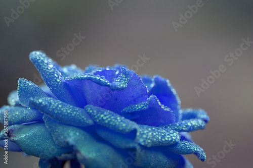 Blue rose