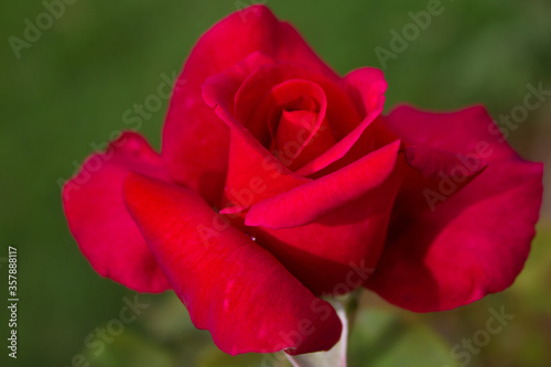Pink Rose Closeup