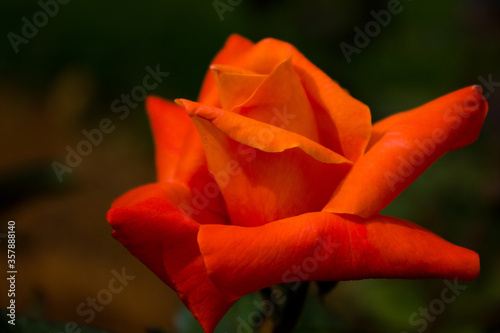 Orange Rose Closeup