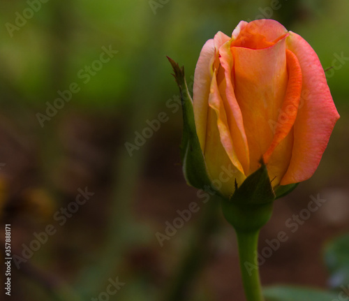 Orange Rose bud Closeup