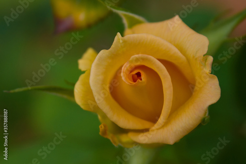 Yellow Rose twirl Closeup