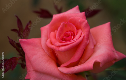 Pink Rose Twirl Closeup