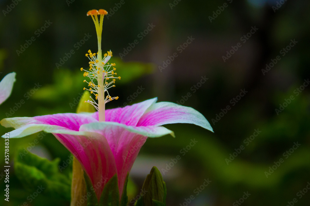 Obraz premium Hibiscus vertical