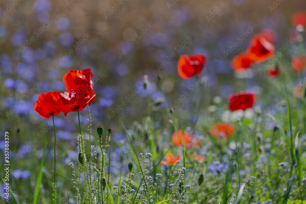 Fototapeta premium Red poppies in the open air, with blue, green and white backgrounds. with daisies, cornflowers.