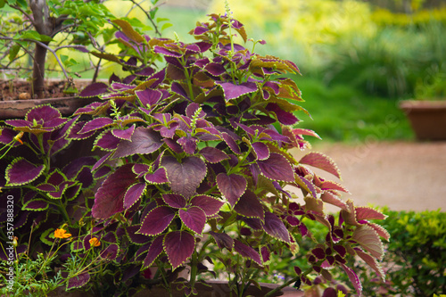 Croton Purple