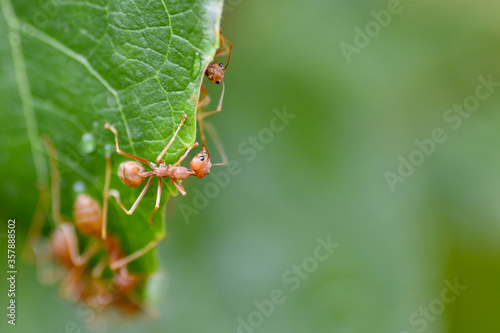 Worker ants are nesting.  © pangcom