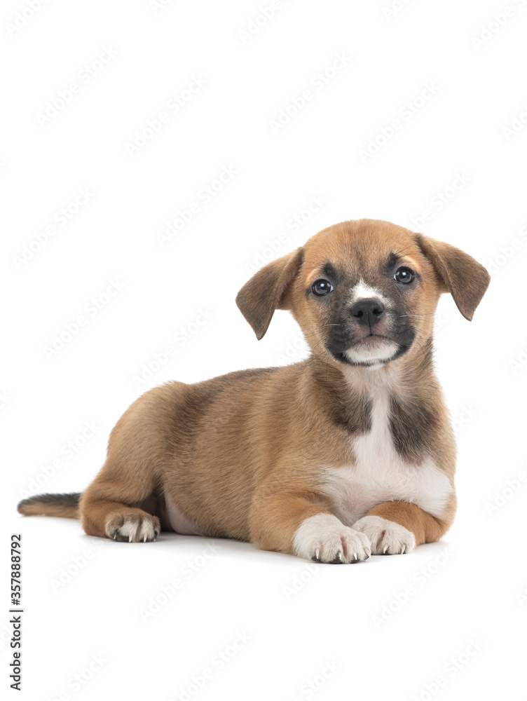 The brown puppy lies on a white background.