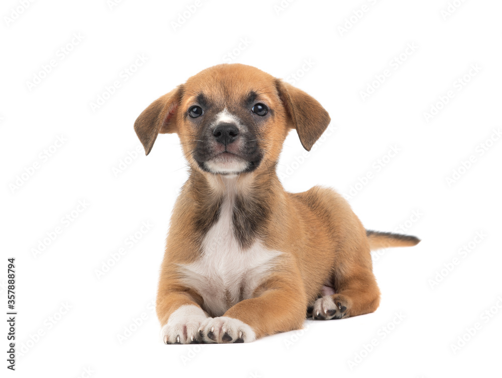 The brown puppy lies on a white background.