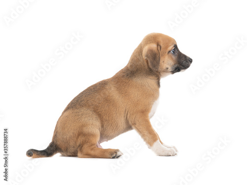 Puppy sitting isolated on a white background.