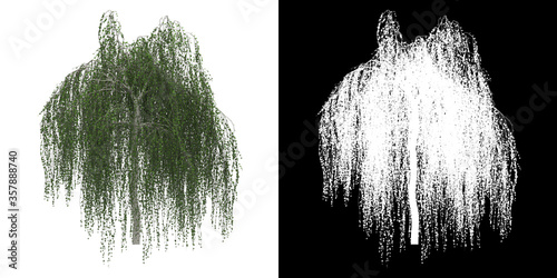 Φωτογραφία Front view of tree (Betula Pendula Youngii) png with alpha channel to cutout mad