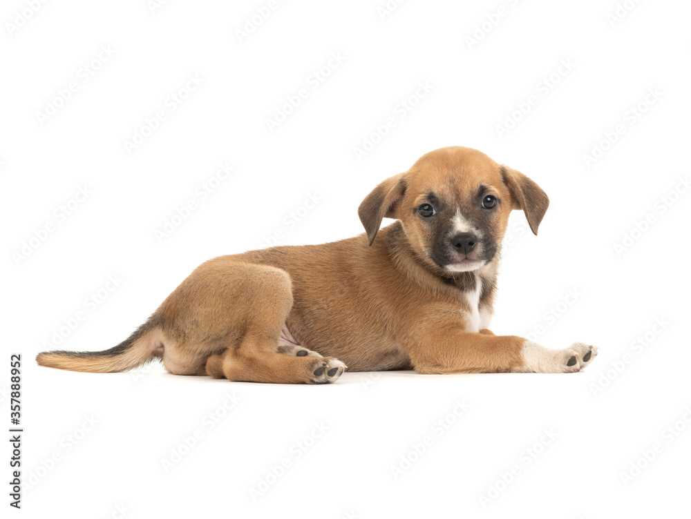 The brown puppy lies on a white background. The brown puppy lies on a white background.