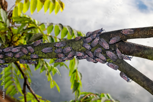 An adult Spotted Lanternfly (Lycorma delicatula) colony on a Tree of Heaven (Ailanthus altissima) in Montgomery County, Pennsylvania.

 photo