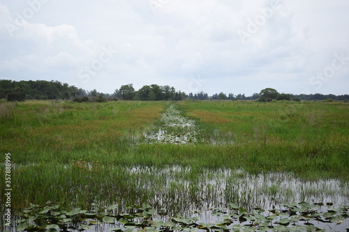marsh