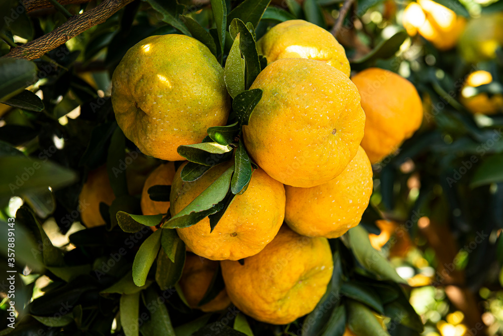.Ponkan, a type of tangerine. Tree photo, plantation.