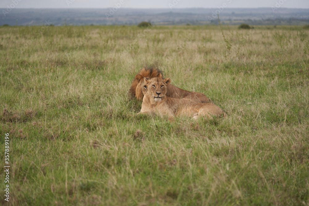 Naklejka premium Lion and Lioness Kenya Safari Savanna Mating
