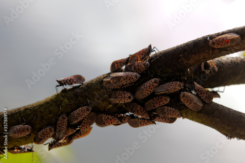 An adult Spotted Lanternfly (Lycorma delicatula) colony on a Tree of Heaven (Ailanthus altissima) in Montgomery County, Pennsylvania.

 photo