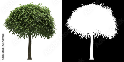 Left view of tree (Catalpa Bignonioides) png with alpha channel to cutout made with 3D render