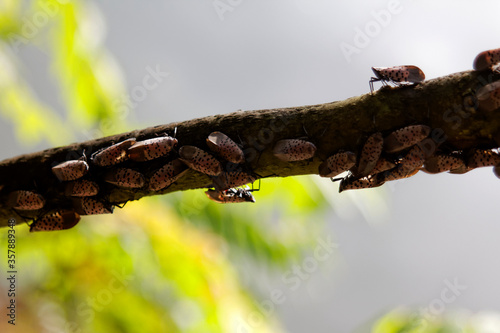 An adult Spotted Lanternfly (Lycorma delicatula) colony on a Tree of Heaven (Ailanthus altissima) in Montgomery County, Pennsylvania.

 photo
