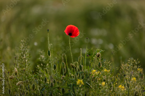 Poppy in the field, Warsaw, Poland