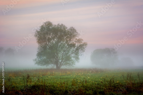 foggy morning in the meadow
