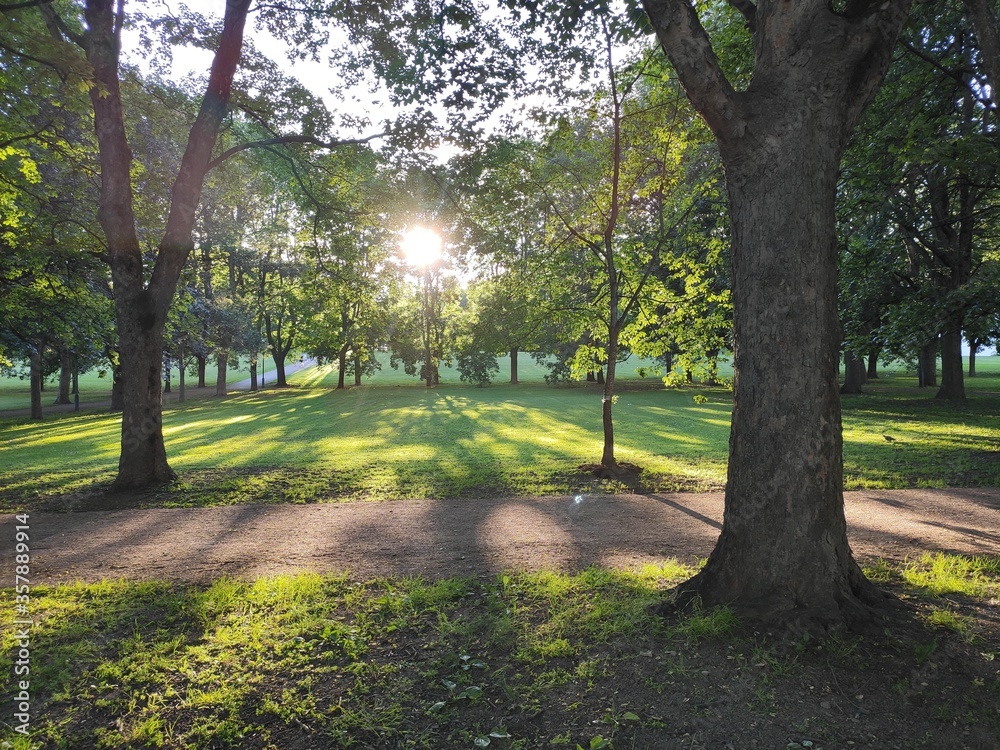 Obraz premium alley in the park