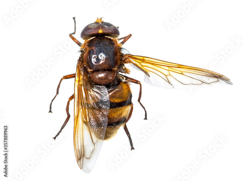 Fotografie Hornet mimic hoverfly (Volucella zonaria) isolated on white.