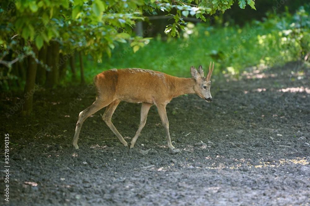 Roebuck in the forest Roebuck in the forest