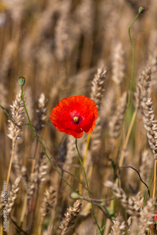 Fototapeta premium red poppies in a cereal field with green and yellow backgrounds