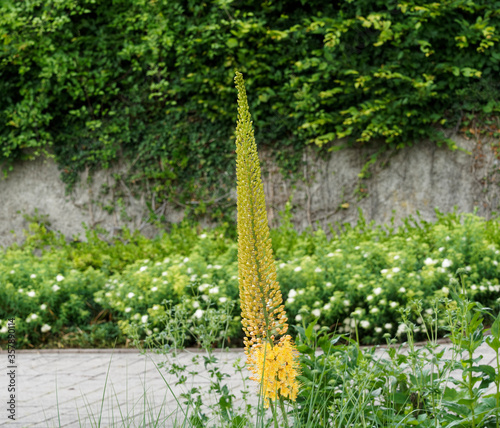 Eremurus stenophyllus - Erémure à feuilles étroites ou lis des steppes à floraison de fleurs jaune or étoilées le long d'une hampe florale majestueuse photo