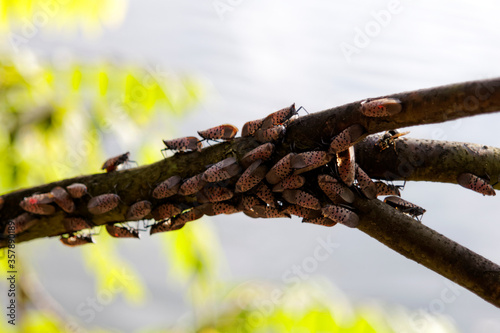 An adult Spotted Lanternfly (Lycorma delicatula) colony on a Tree of Heaven (Ailanthus altissima) in Montgomery County, Pennsylvania.

 photo
