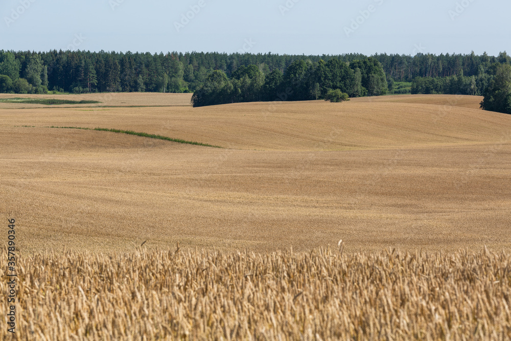 ripened cereal fields in summer