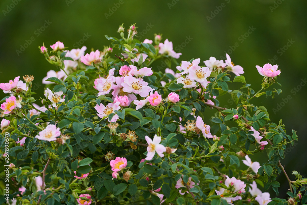 Briar bush closeup