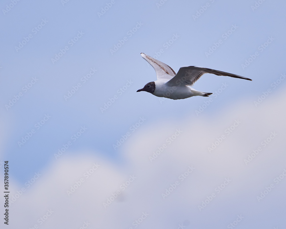 Fototapeta premium Black headed gull in flight