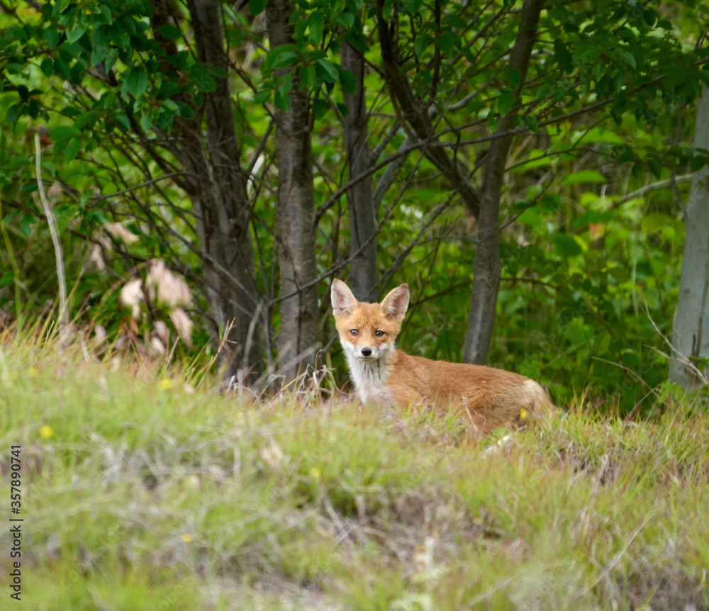 Fox cubs in the grass Fox cubs in the grass