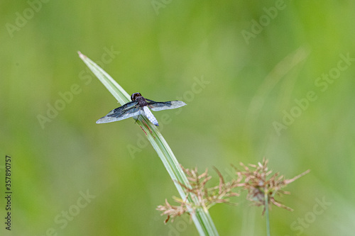 Portia Widow darter dragonfly of Uganda, Africa perched by Lake Victoria.  photo