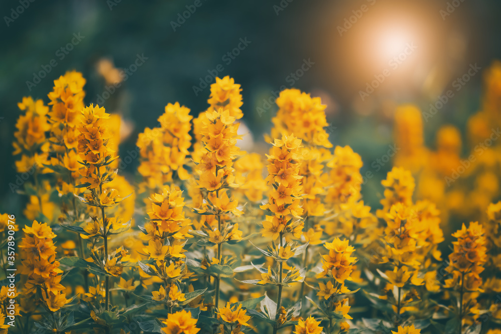 Beautiful yellow flowers in the sunlight, retro and vintage style. Summer warm sunset. Bright art image. Flower loosestrife. Selective focus. Beautiful yellow flowers in the sunlight, retro and vintage style. Summer warm sunset. Bright art image. Flower loosestrife. Selective focus.