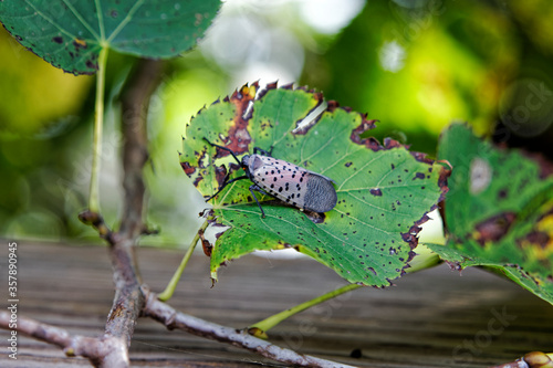 An adult Spotted Lanternfly (Lycorma delicatula) on a Tree of Heaven (Ailanthus altissima) in Montgomery County, Pennsylvania.

 photo