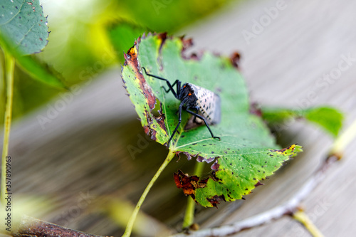 An adult Spotted Lanternfly (Lycorma delicatula) on a Tree of Heaven (Ailanthus altissima) in Montgomery County, Pennsylvania.

 photo