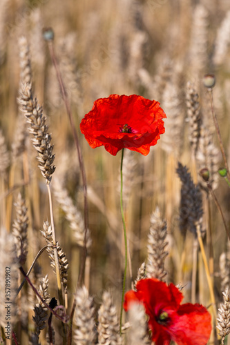 red poppies in a cereal field with green and yellow backgrounds