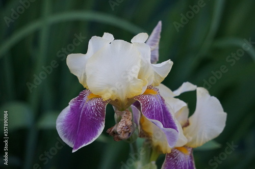 white irises in the summer park