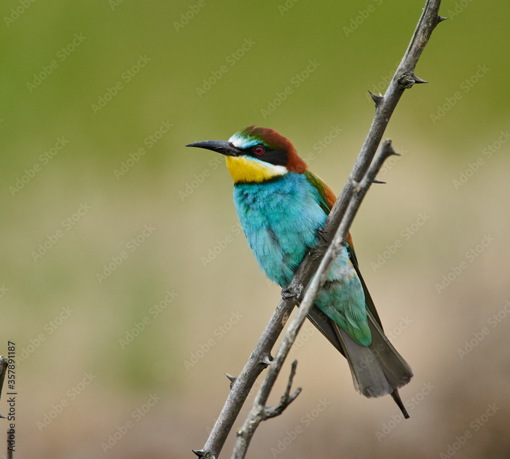 Bee eater (Merops apiaster)