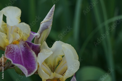 white irises in the summer park